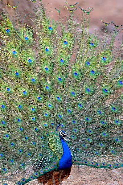 Male Peacock Displaying