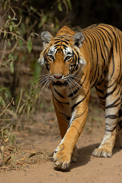 Female Tiger T17
