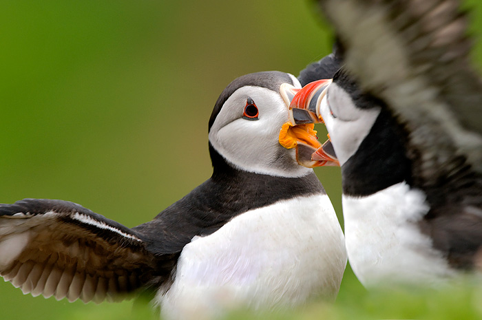 Fighting Puffins