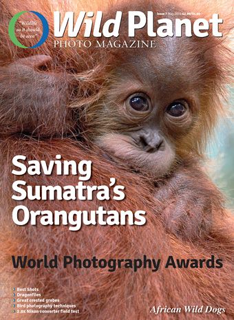 http://wildplanetphotomagazine.com/2014/saving-sumatras-orangutans/