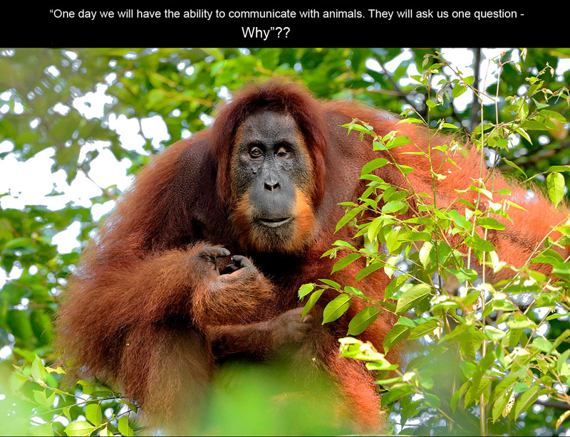 http://wildplanetphotomagazine.com/2014/saving-sumatras-orangutans/