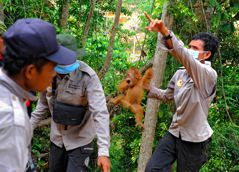 Craig Jones Wildlife Photographer- Spotlight Sumatra