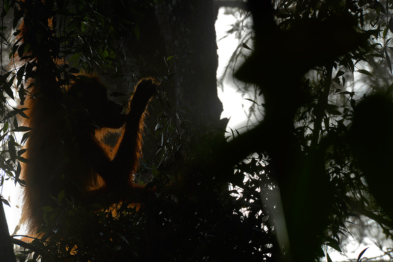 Craig Jones Wildlife Photography, Sumatran Orangutans 
