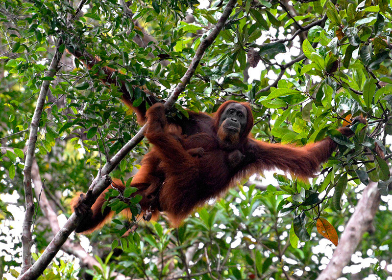Craig Jones Wildlife Photography Sumatran Orangutan 