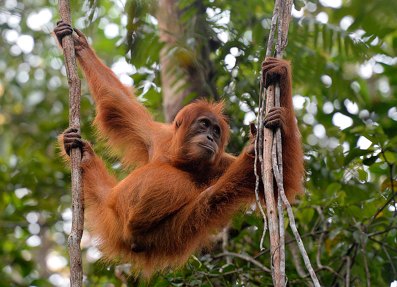 Craig Jones Wildlife Photography Sumatran Orangutans 