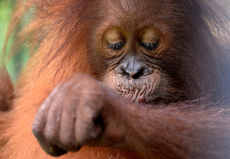 Craig Jones Wildlife Photography Sumatran Orangutan 