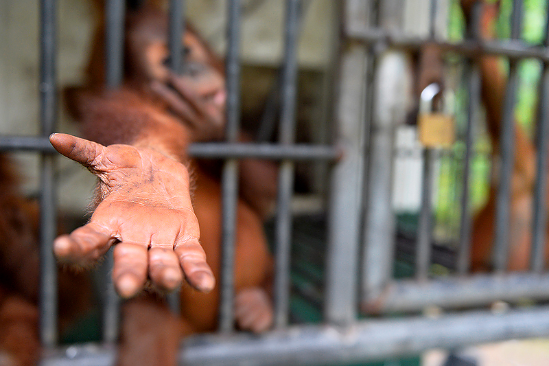 Craig Jones Wildlife Photography Sumatran Orangutans 