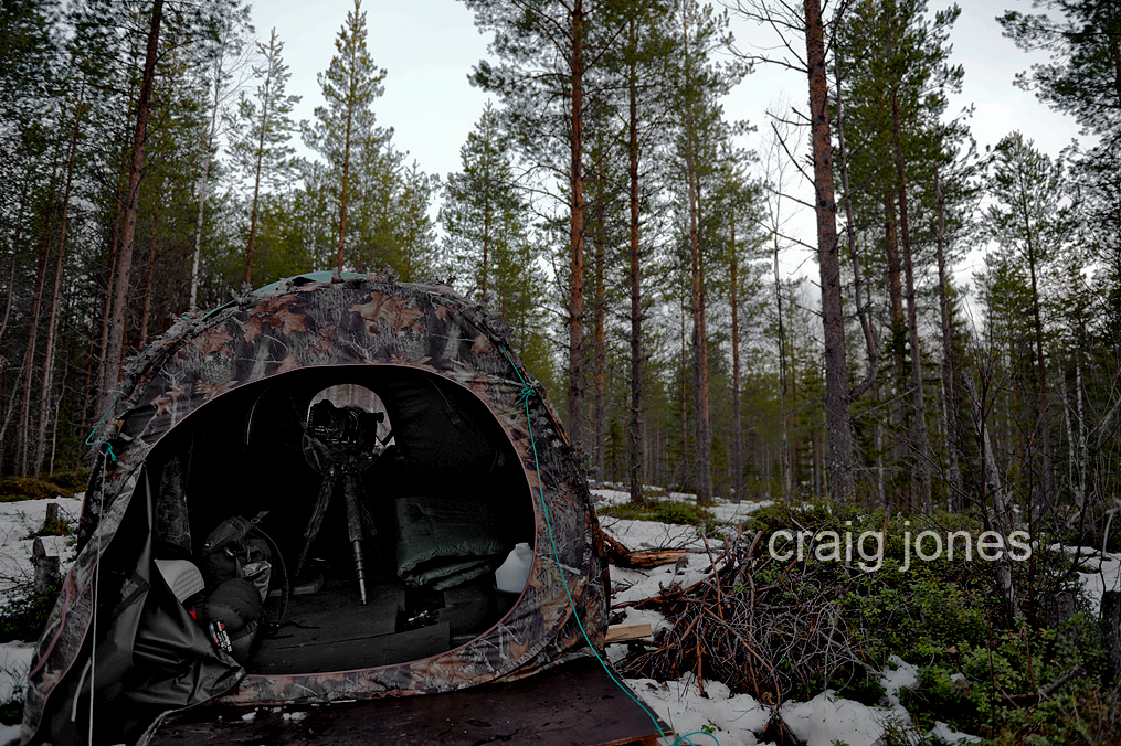 Craig Jones Wildlife Photography 