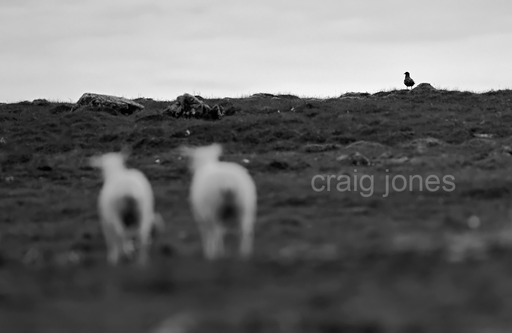 Craig Jones Wildlife Photography 