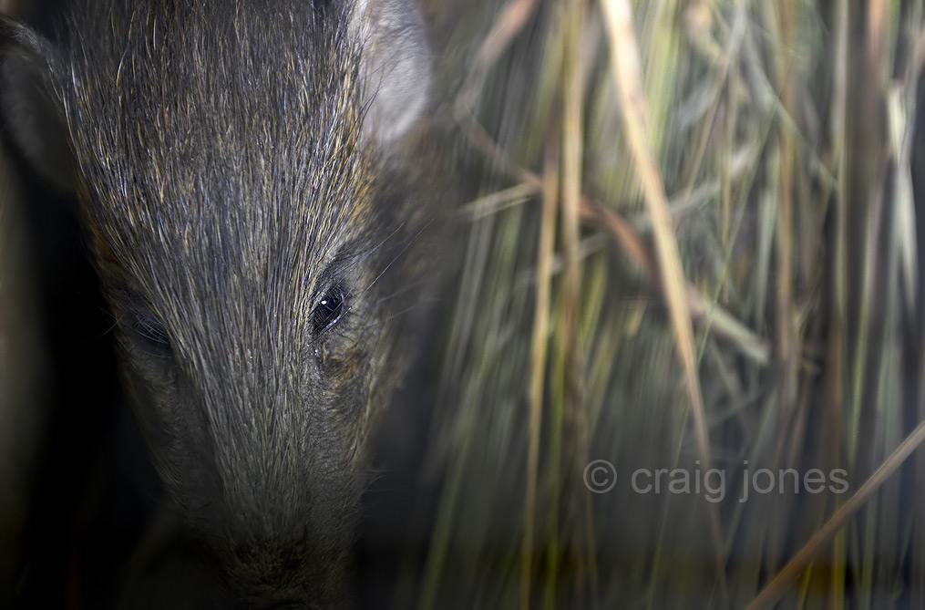 Craig Jones Wildlife Photography