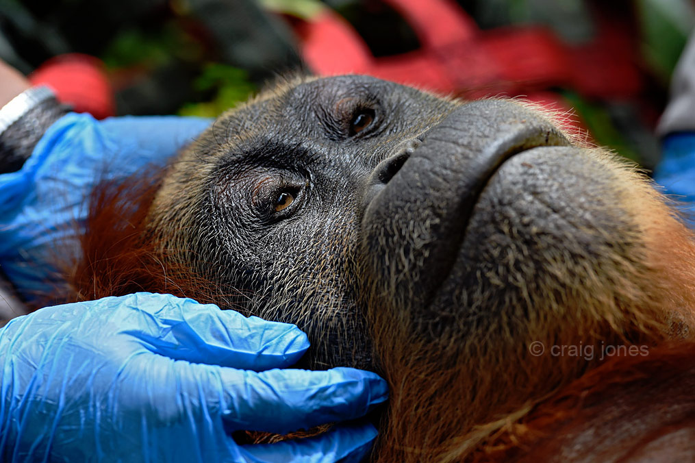 Craig Jones Wildlife Photography Sumatra