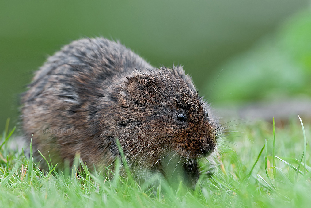 Craig Jones Wildlife Photography