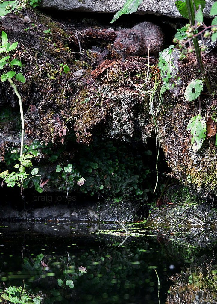 Craig Jones Wildlife Photography
