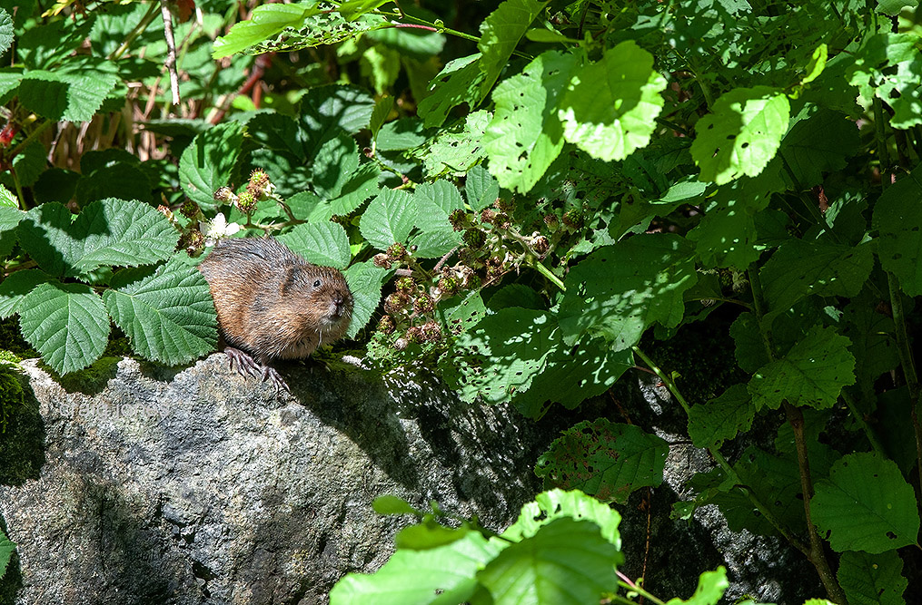 Craig Jones Wildlife Photography
